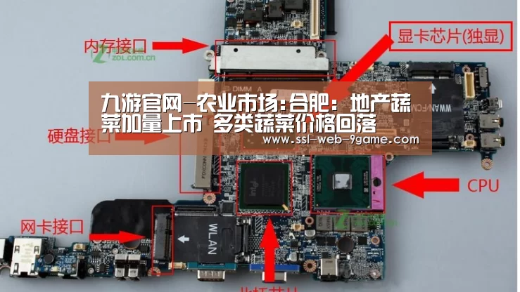 九游官网-农业市场:合肥:地产蔬菜加量上市 多类蔬菜价格回落(图4) 九游APP下载